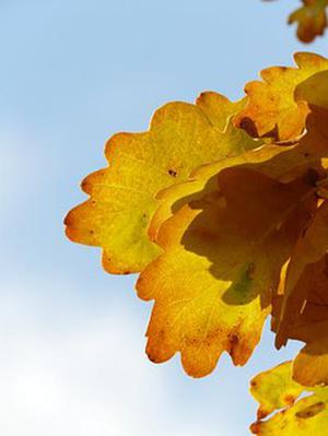 澳门支付app_澳门线上支付平台_澳门线上支付方式